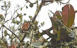 Image of Andean Pygmy Owl