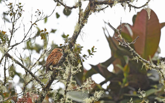 Image of Andean Pygmy Owl