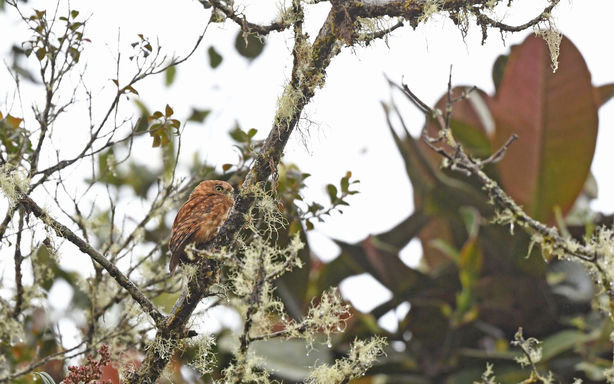 Image of Andean Pygmy Owl