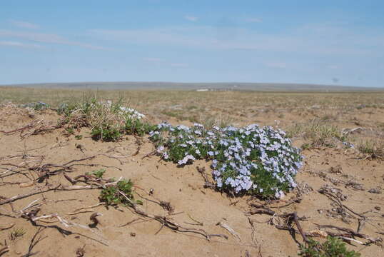 Image of Eritrichium arctisibiricum (Petrovsky) A. P. Khokhr.