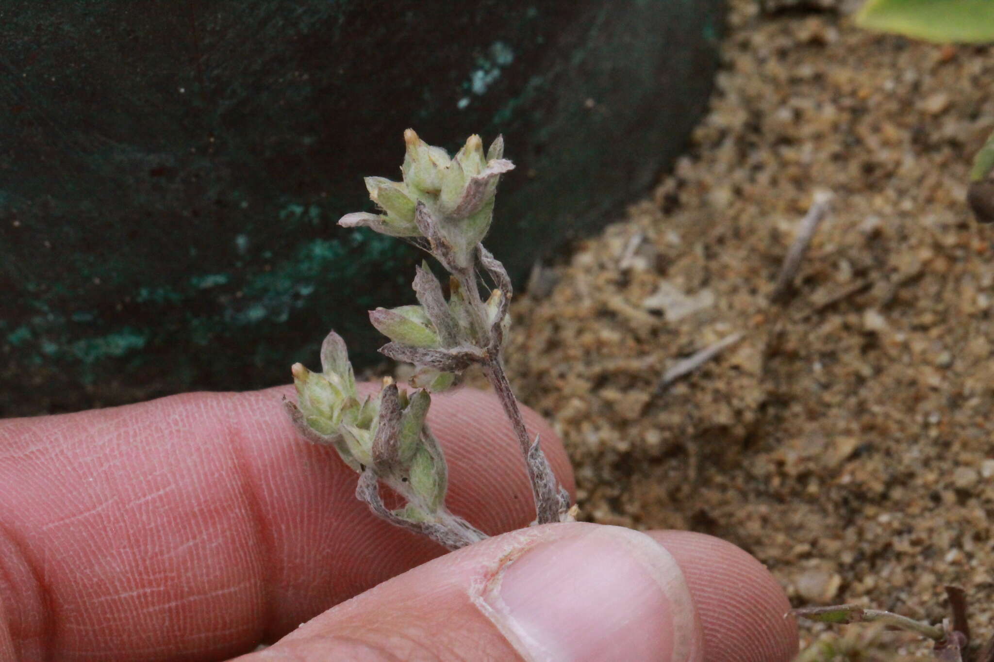 Logfia californica (Nutt.) J. Holub resmi