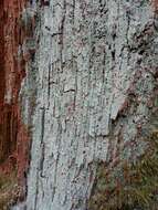 Image of peppermint drop lichen