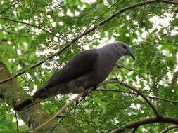 Image of Barking Imperial Pigeon