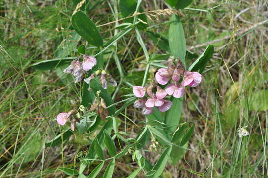 Image of Norfolk Everlasting-pea