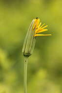 Image de Tragopogon orientalis L.