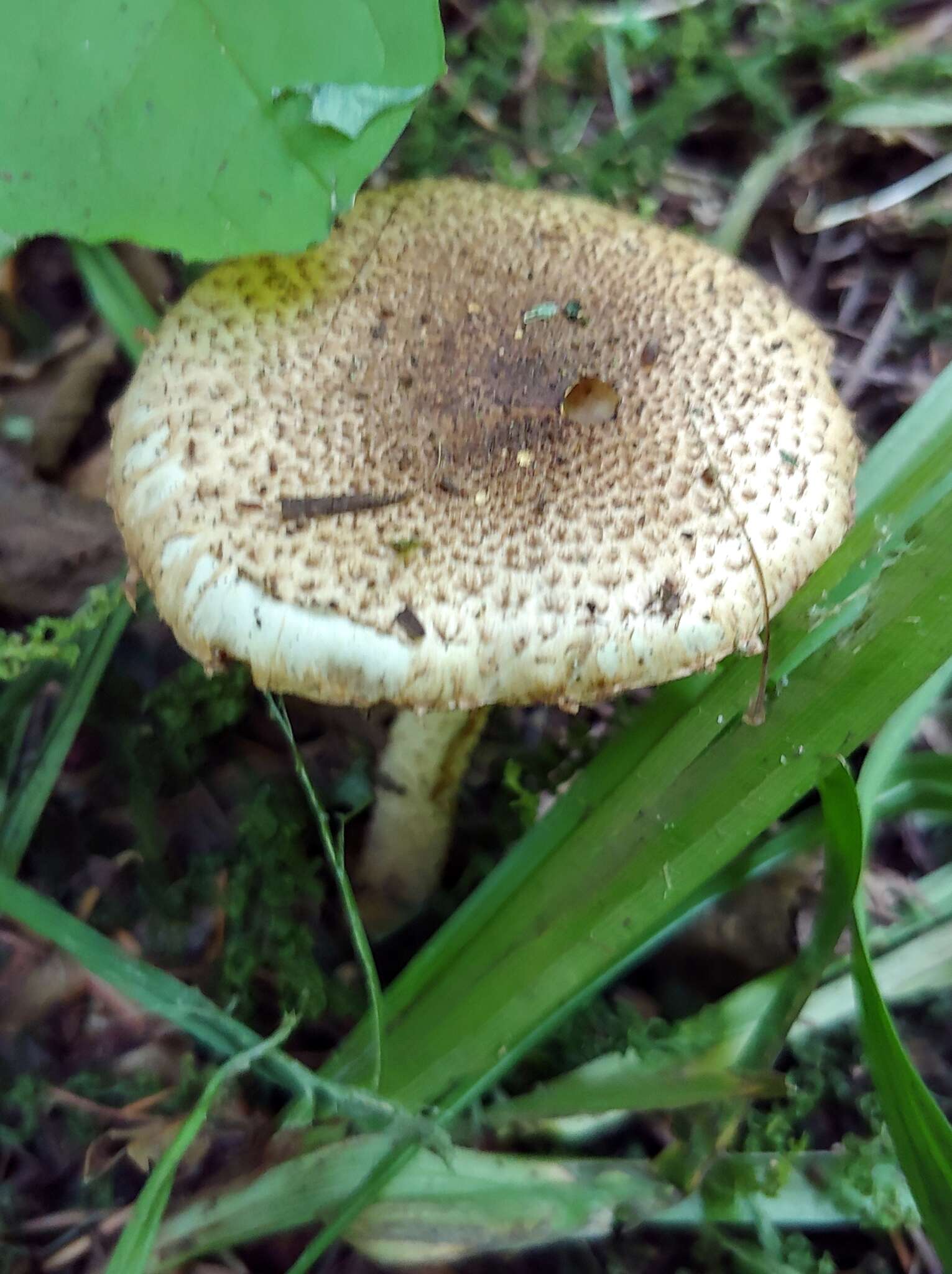 Image of Pholiota terrestris Overh. 1924