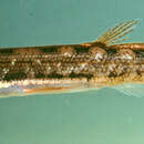 Image of Salamanderfish