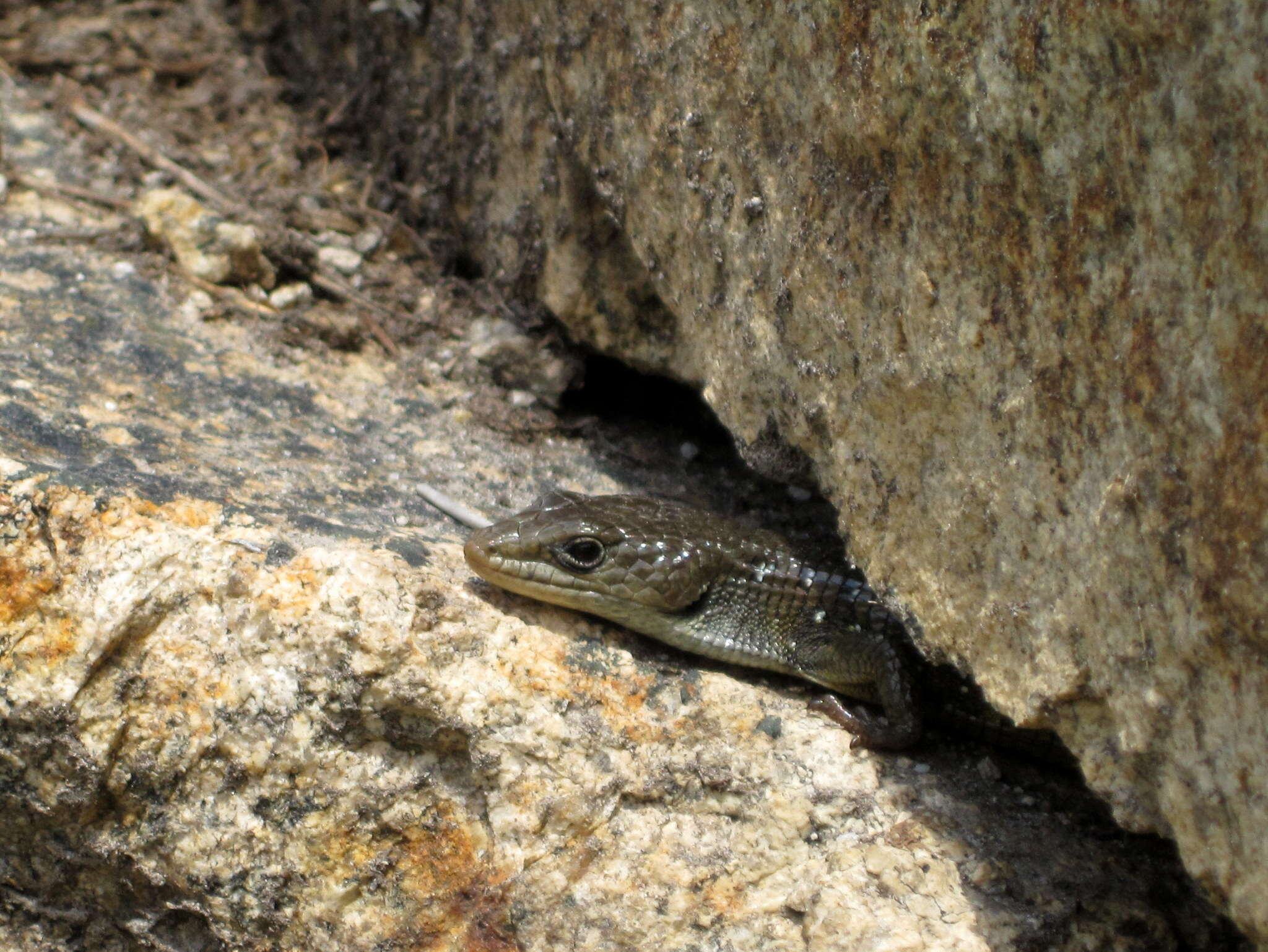 Image of Northern Alligator Lizard