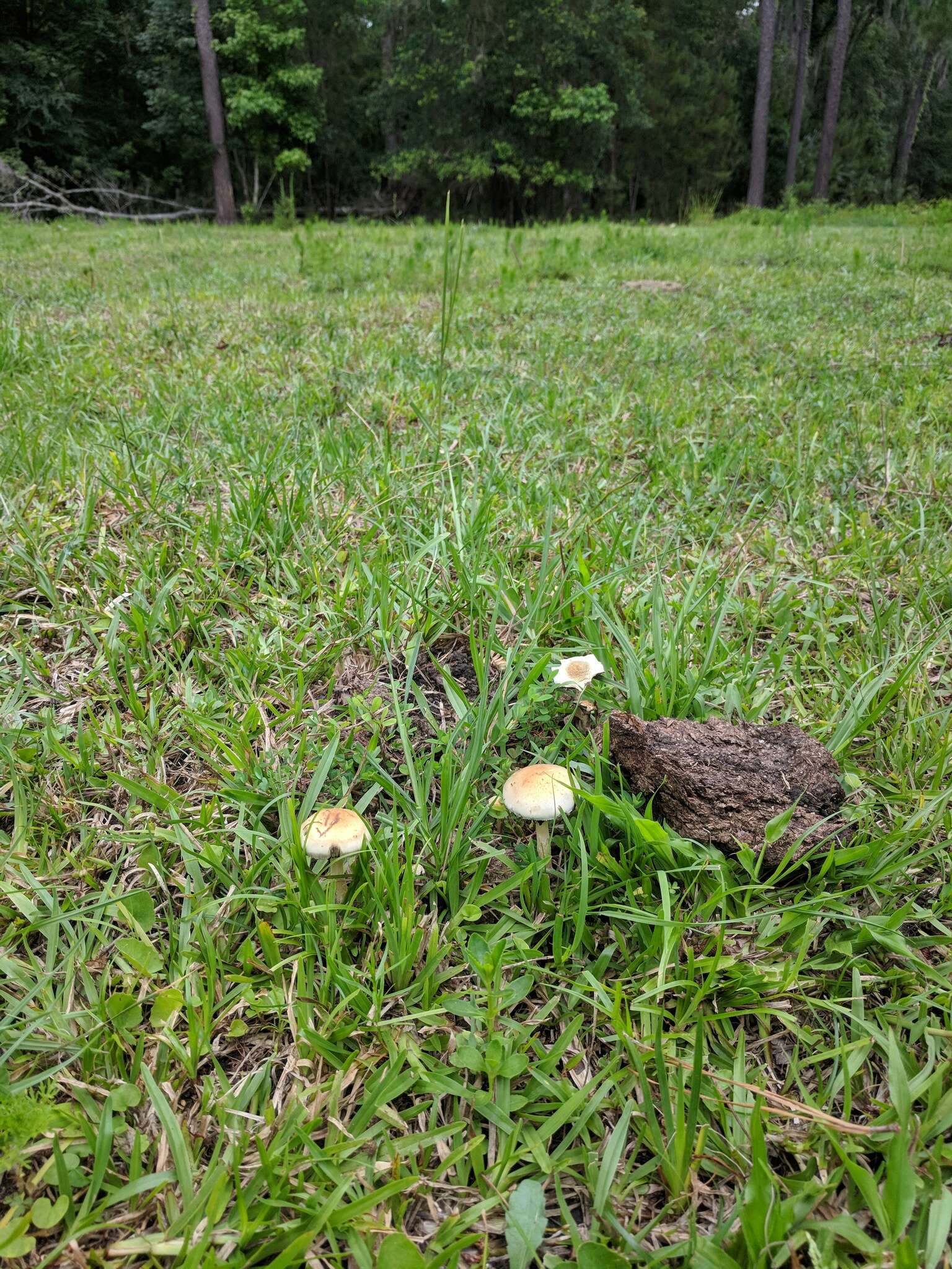 Image de Psilocybe cubensis (Earle) Singer 1948