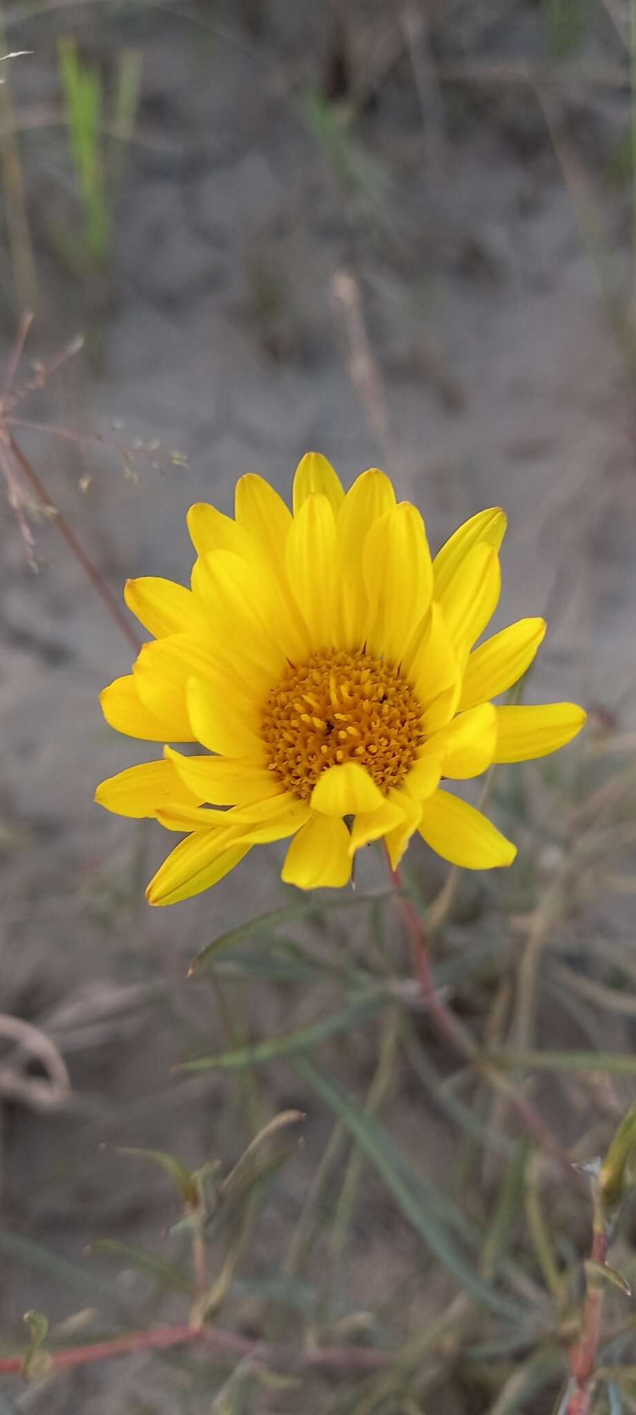 Image of Grindelia scorzonerifolia Hook. & Arn.