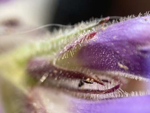 Penstemon eriantherus var. whitedii (Piper) A. Nels. resmi