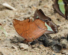 Imagem de Charaxes bernardus Fabricius 1793