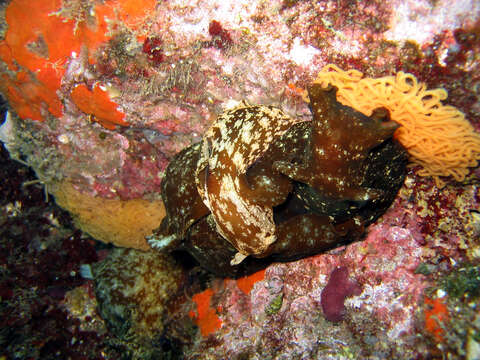 Image of spotted sea hare