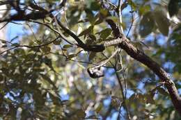 Image of Brown-fronted Woodpecker