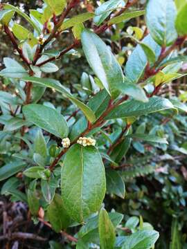 Imagem de Gaultheria nubigena (R. Phil.) B. L. Burtt & Sleum.