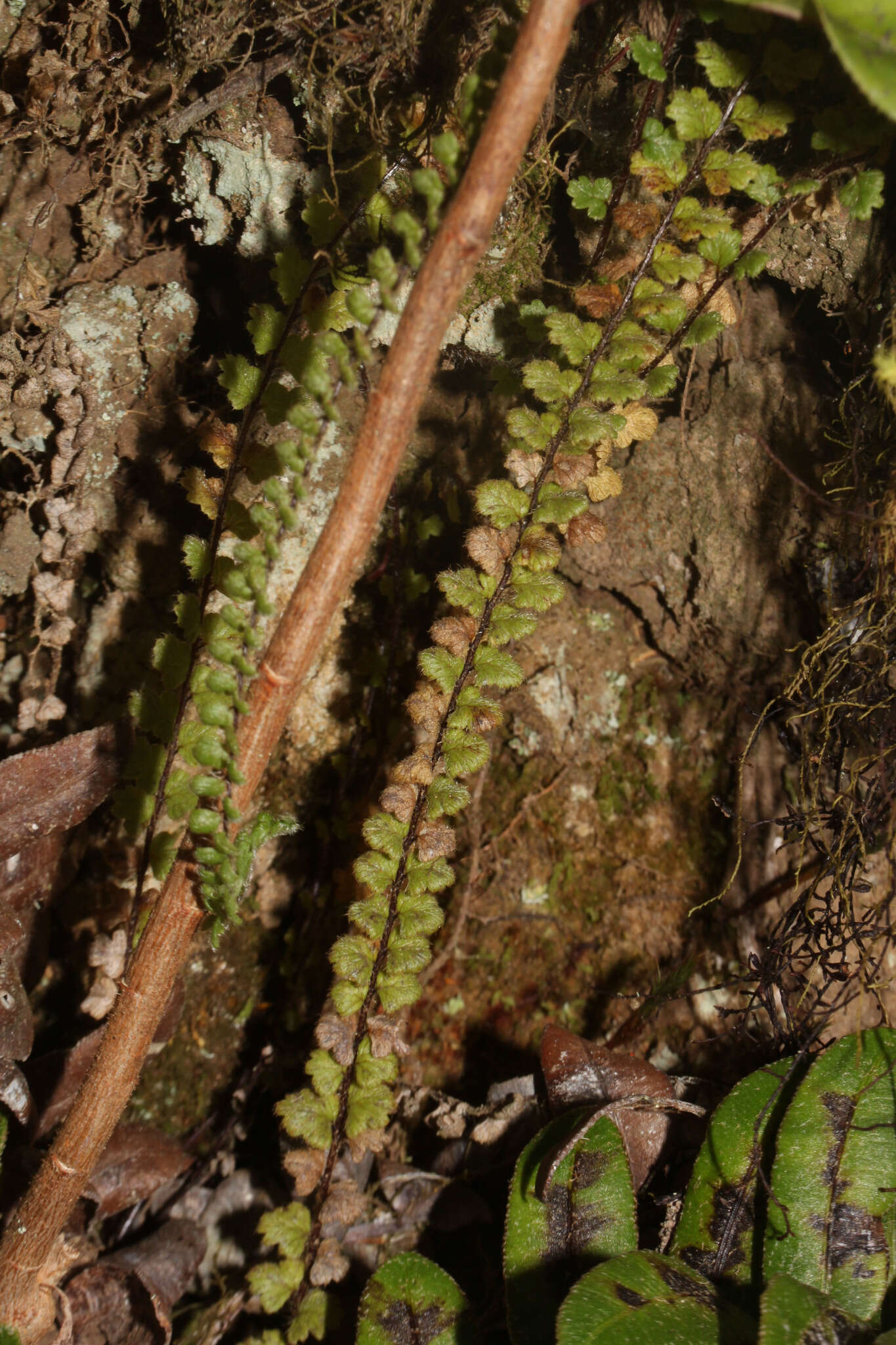 Sivun Jamesonia cheilanthoides (Sw.) Christenh. kuva