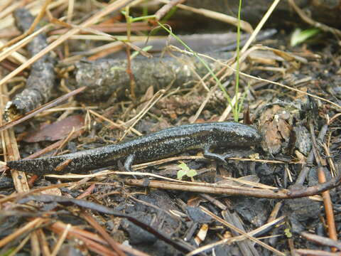 Image of Flatwoods salamander