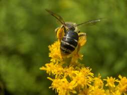 Image of Andrena braccata Viereck 1907