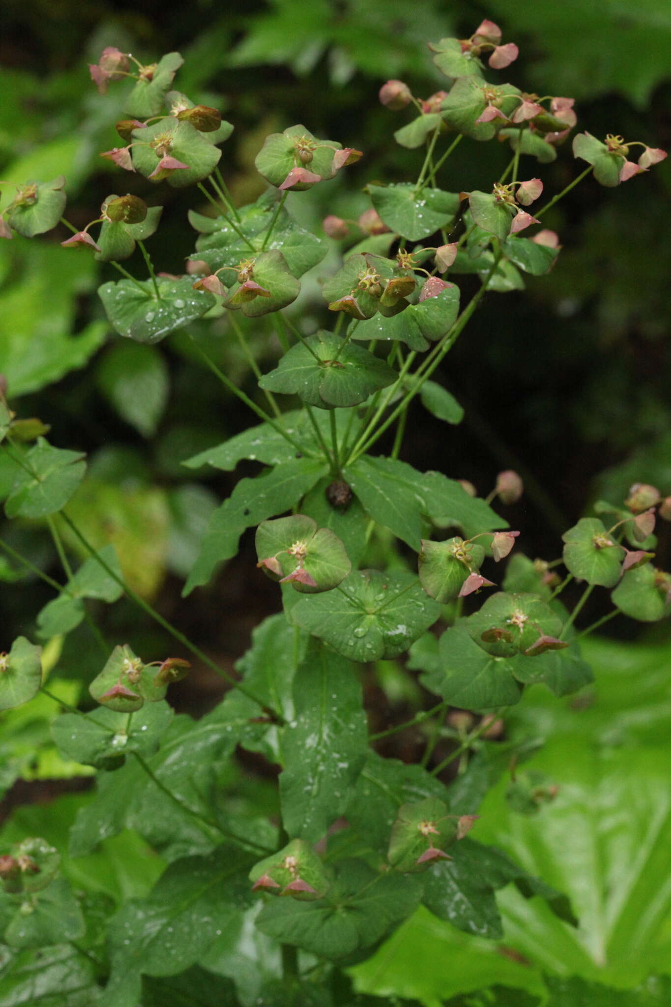 Image of Euphorbia oblongifolia (K. Koch) K. Koch