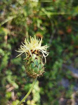 Image of Centaurea dichroantha A. Kerner