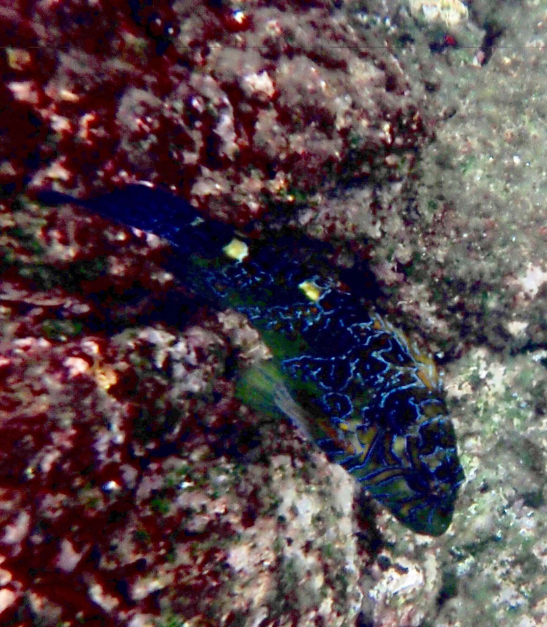 Image of Giant Hawkfish