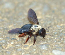 Plancia ëd Xylocopa albinotum Matsumura 1926