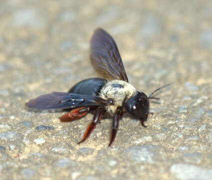 Image of Xylocopa albinotum Matsumura 1926