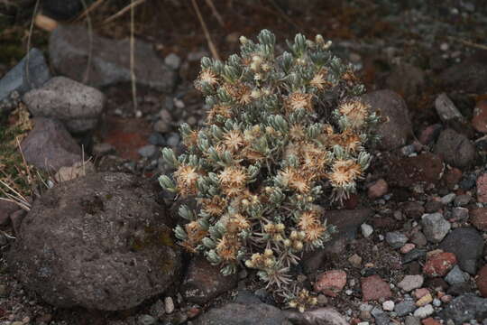 Image de Chionolaena lavandulifolia (Kunth) Benth. & Hook. fil.