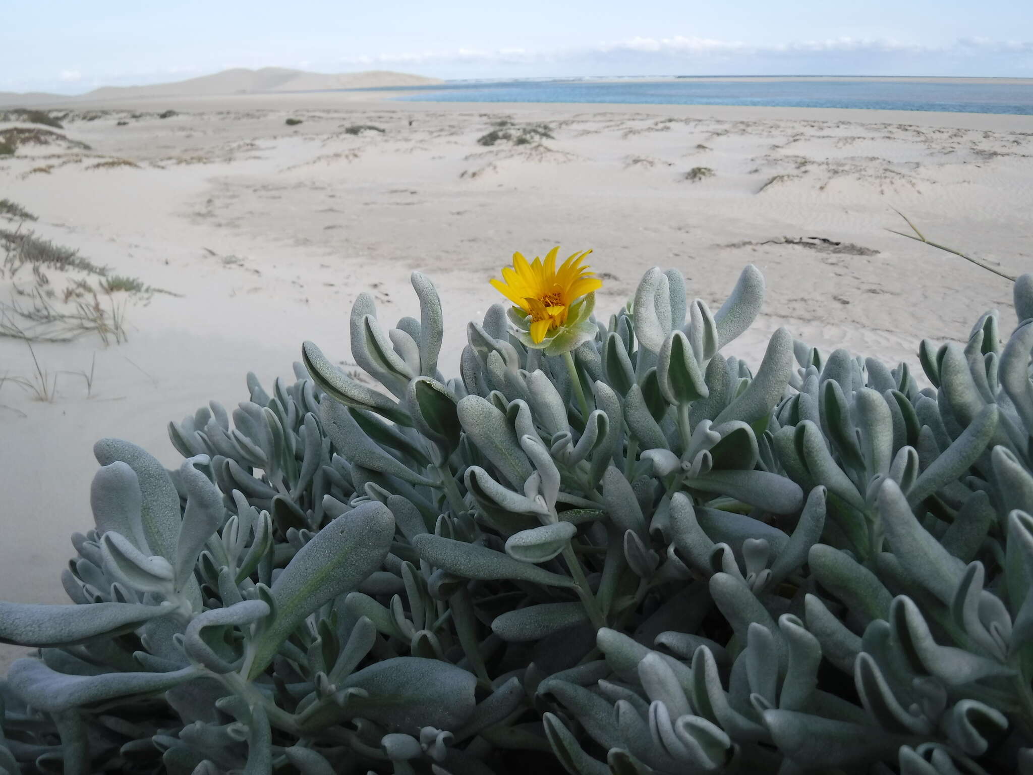 Image de Didelta carnosa var. tomentosa (Less.) Rössl.