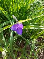 Image of longbract spiderwort