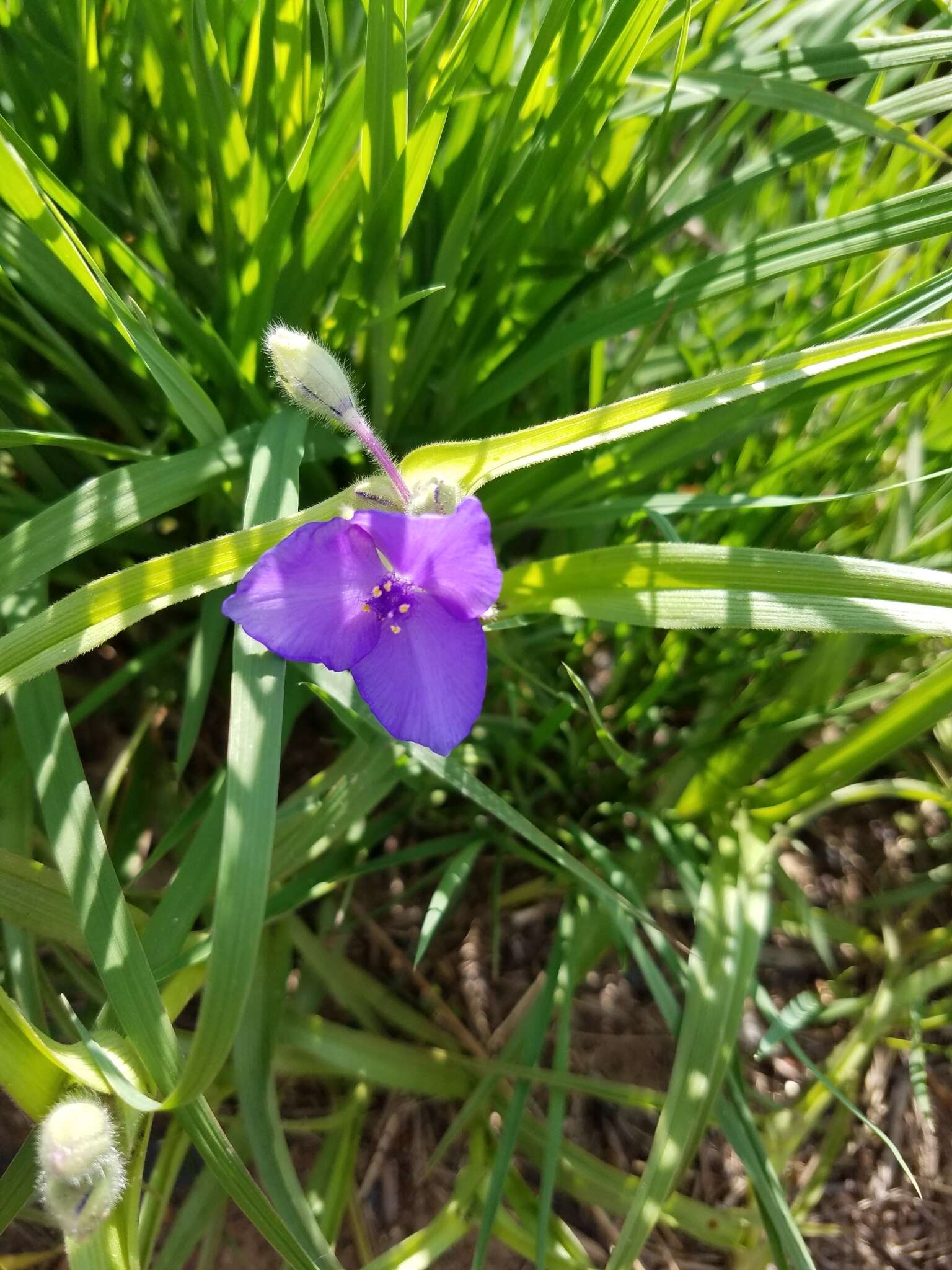 Image of longbract spiderwort