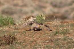 Image of Columbian Sharp-tailed Grouse