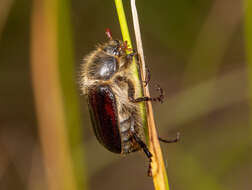 Sivun Amphimallon atrum (Herbst 1790) kuva