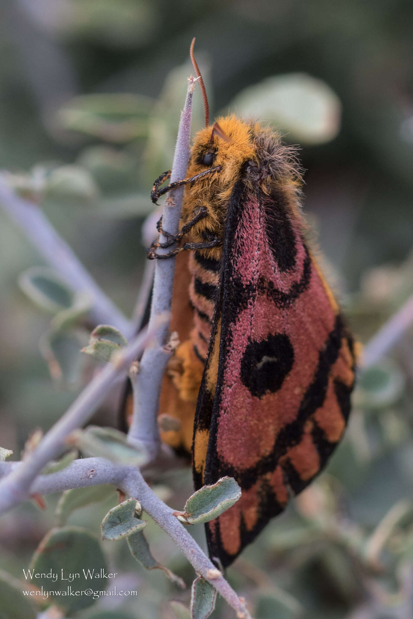 Image of Western Sheepmoth