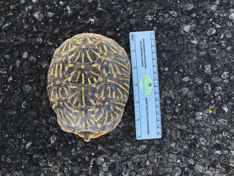 Image of Desert box turtle