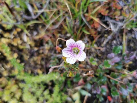 Image of Geranium santanderiense R. Knuth