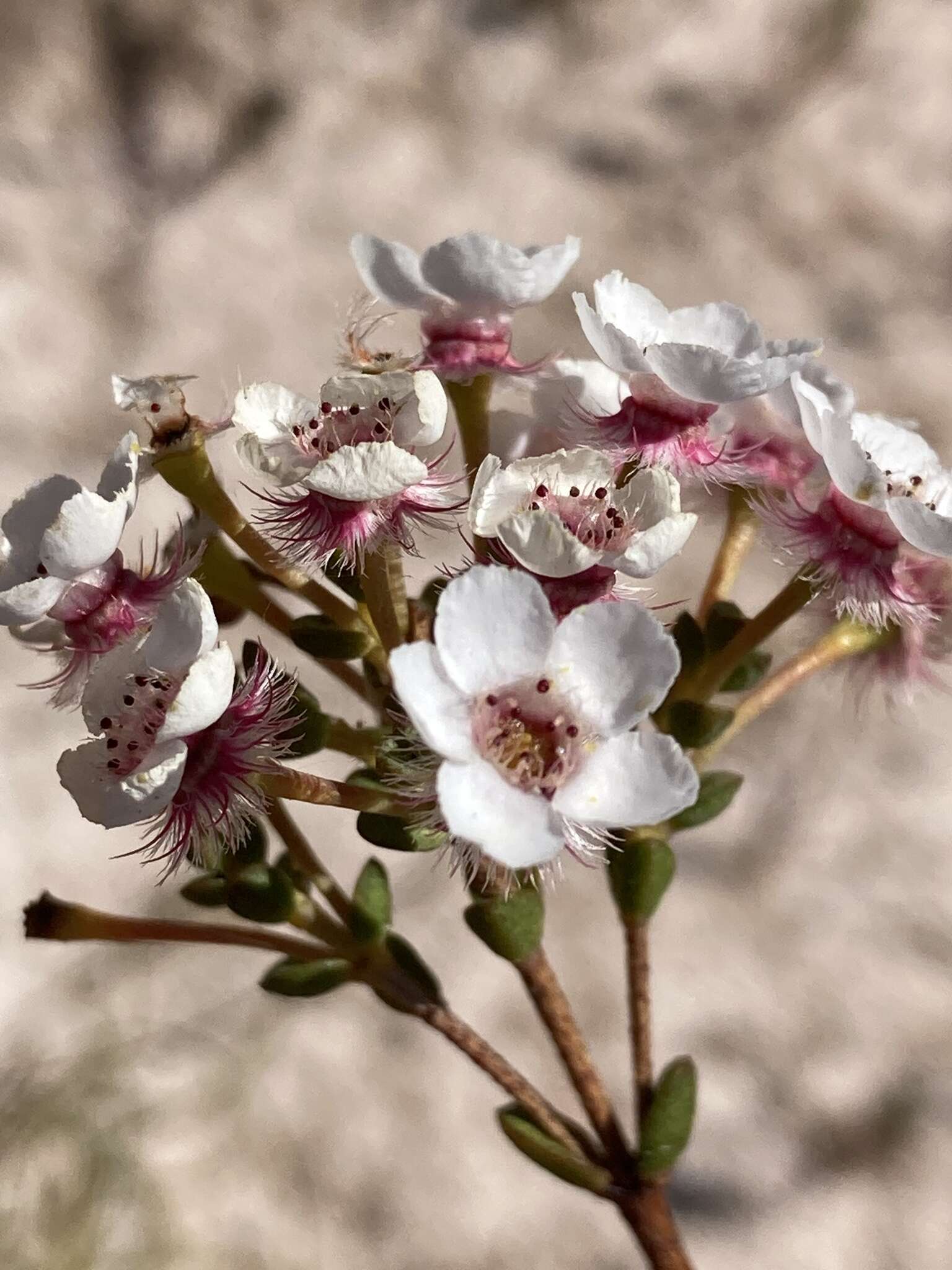 Verticordia habrantha Schau. resmi