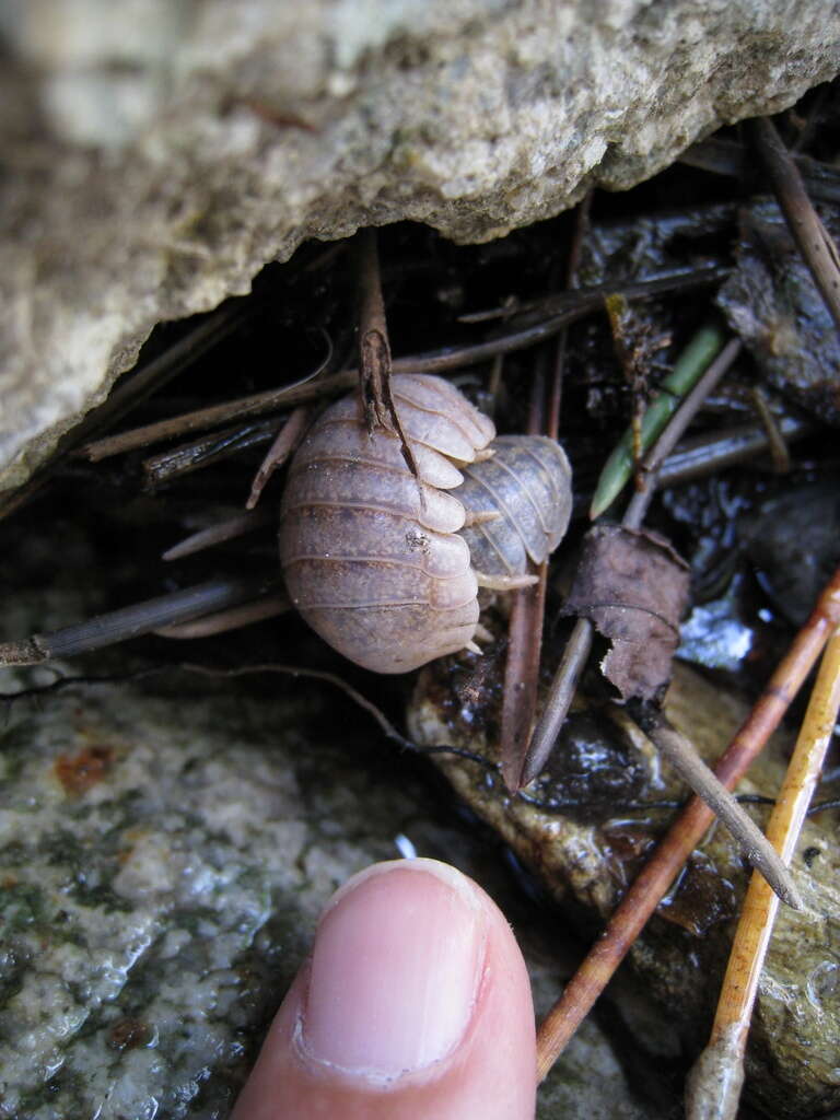 Image of Helleria brevicornis Ebner 1868