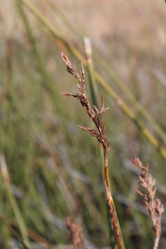 Plancia ëd Pseudoschoenus inanis (Thunb.) Oteng-Yeb.