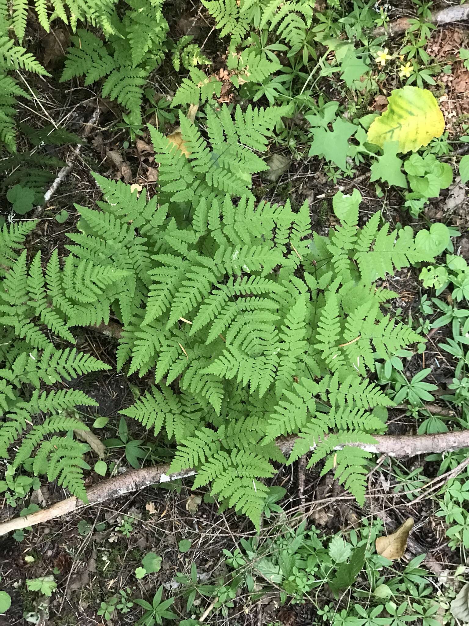 Image of Pacific oak-fern