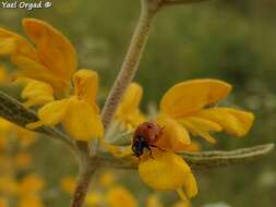 Image of Phlomis brachyodon (Boiss.) Zohary ex Rech. fil.