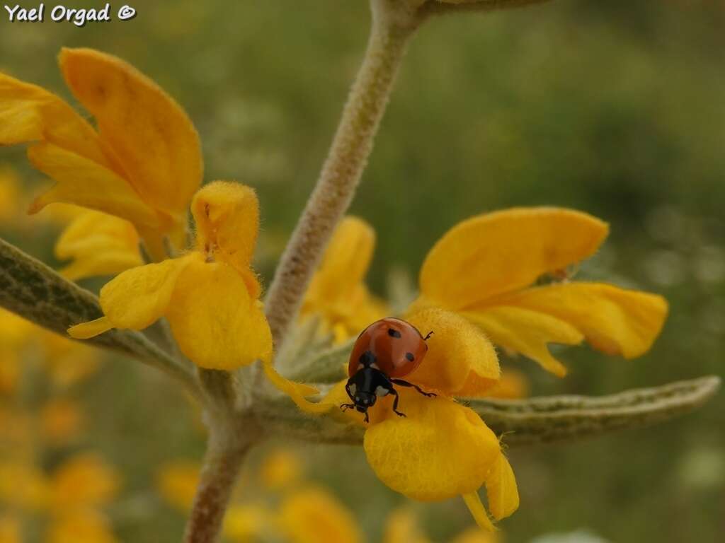 Image of Phlomis brachyodon (Boiss.) Zohary ex Rech. fil.