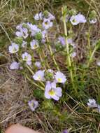 Imagem de Euphrasia collina subsp. diversicolor W. R. Barker