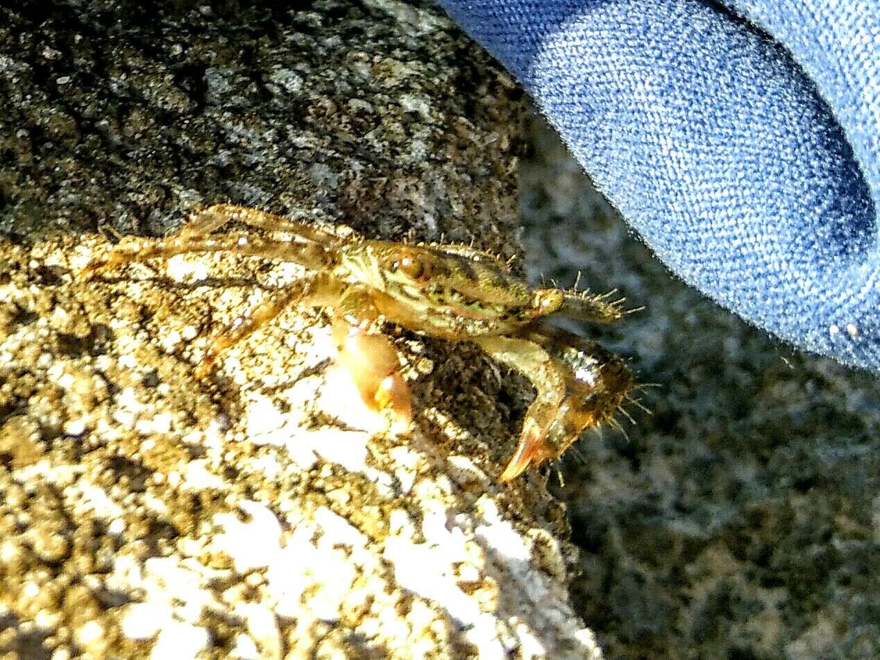 Image of marbled rock crab