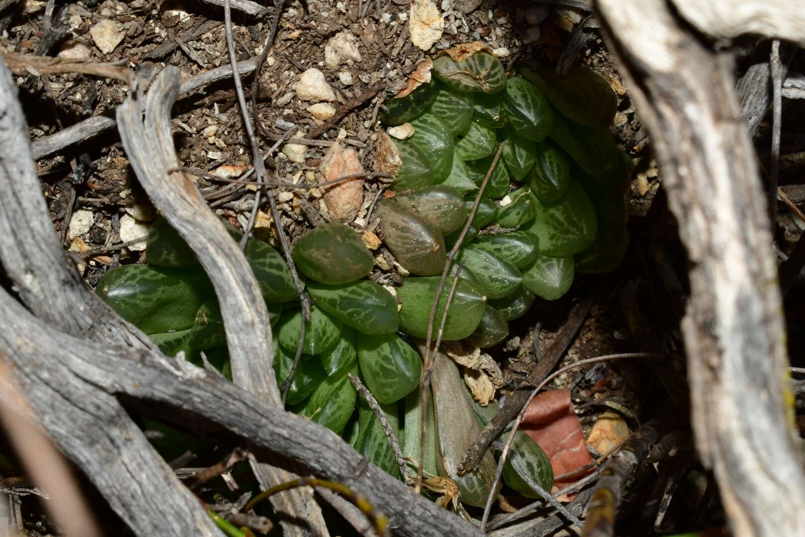 Haworthia transiens (Poelln.) M. Hayashi resmi