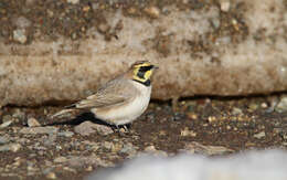 صورة Eremophila alpestris atlas (Whitaker 1898)