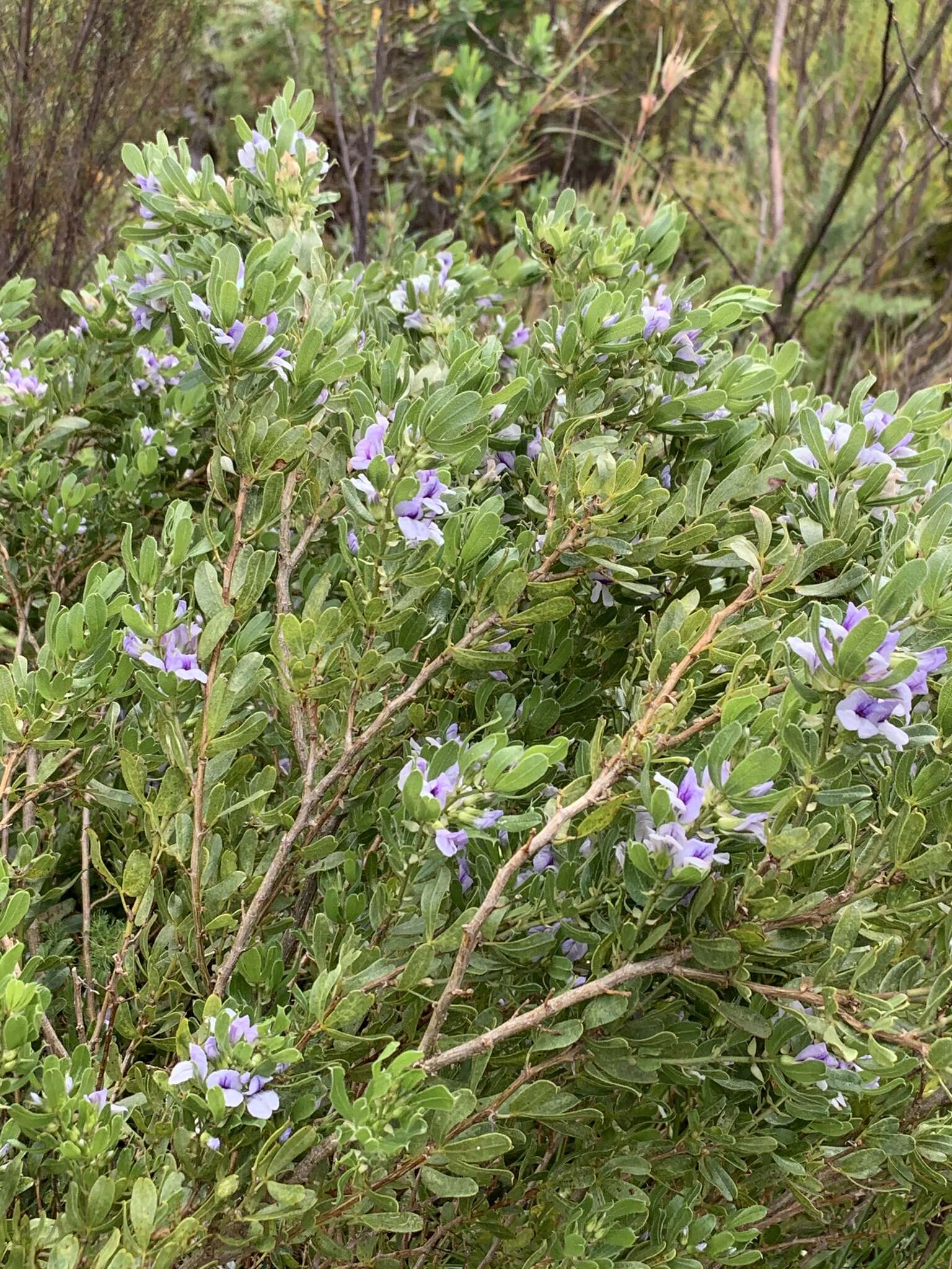 Image of Otholobium obliquum (E. Mey.) C. H. Stirt.