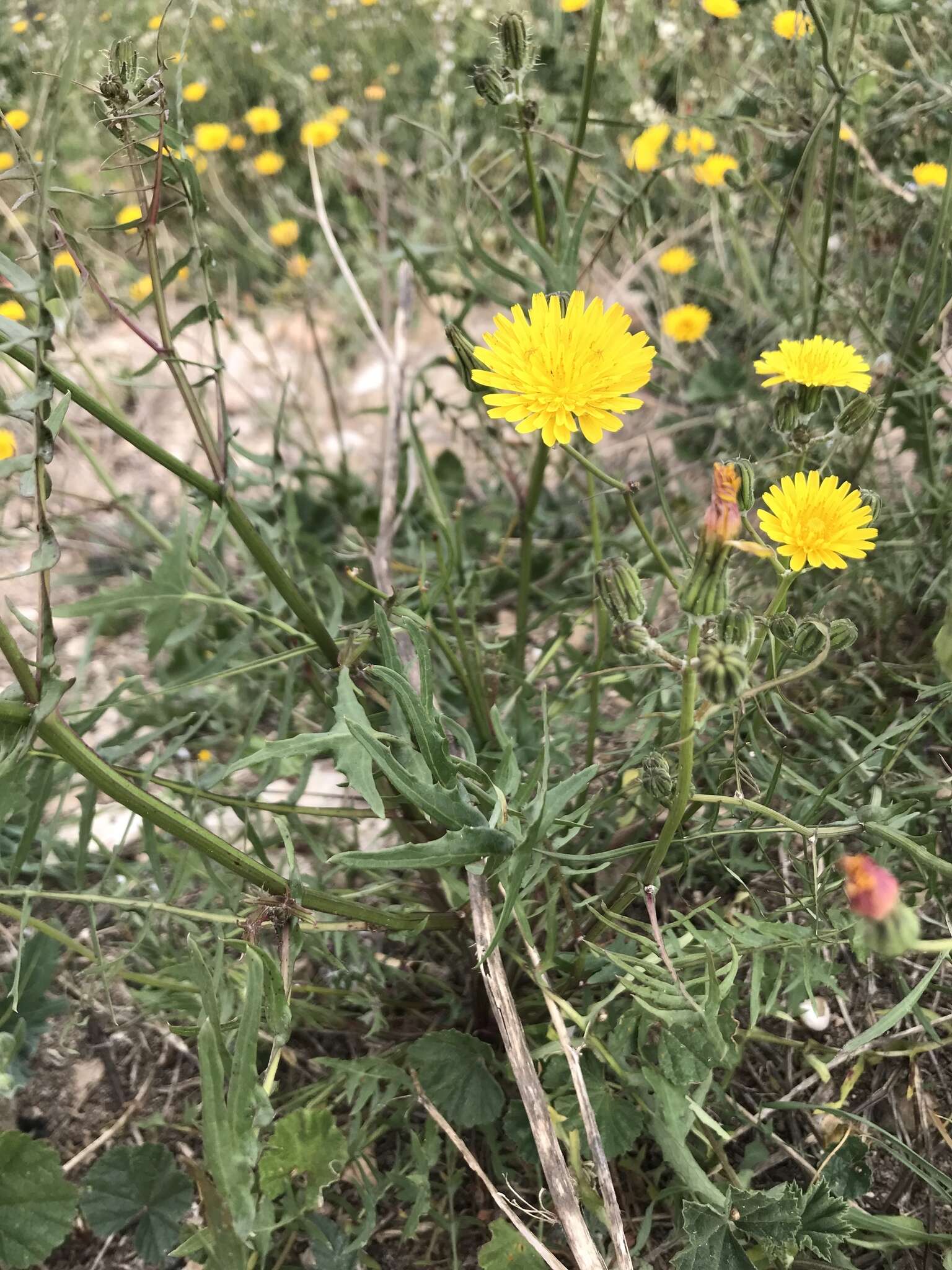 Image of slender sowthistle