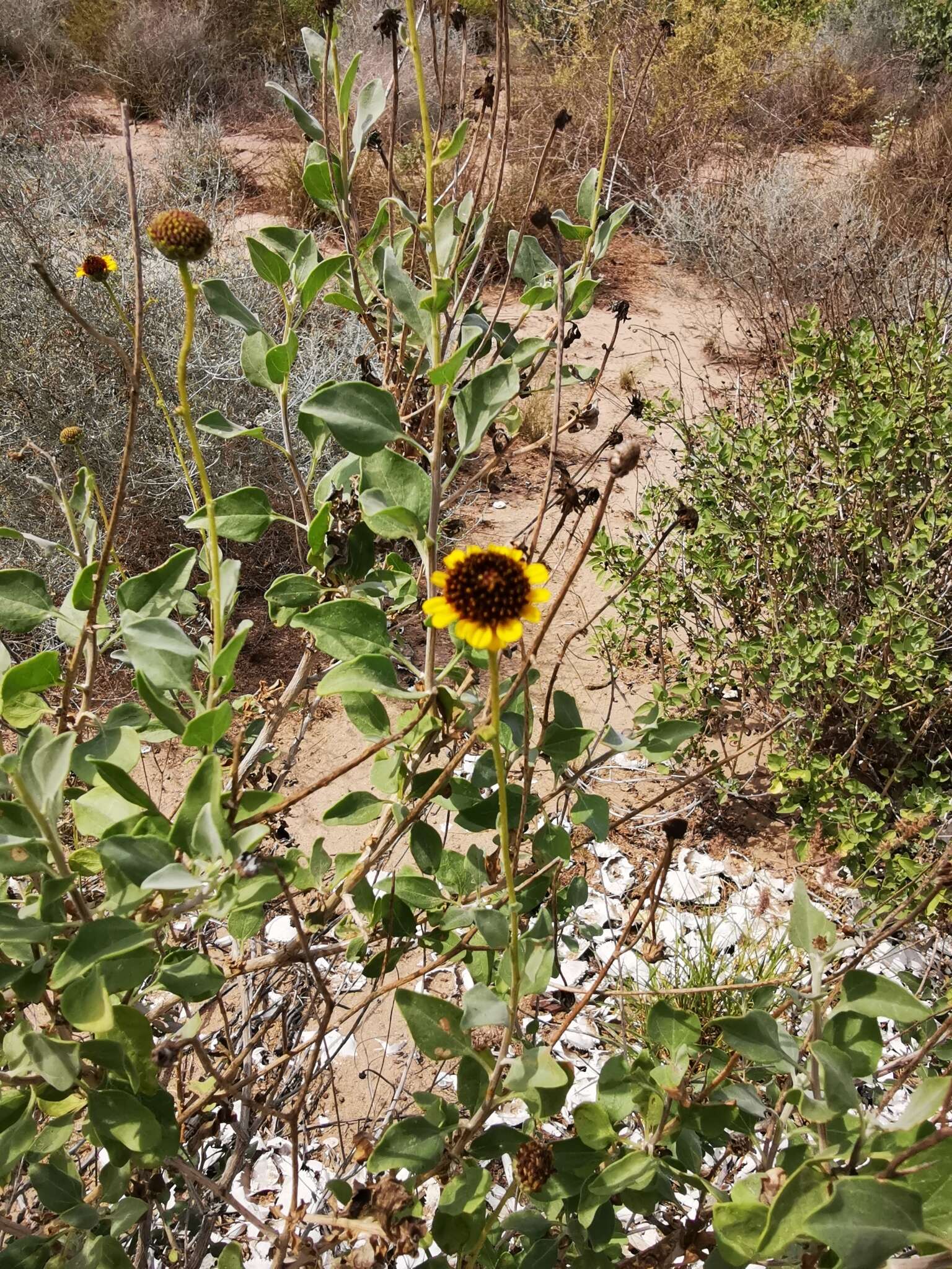 Image of Encelia halimifolia Cav.