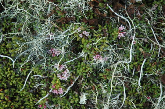 Image of Alpine-Azalea